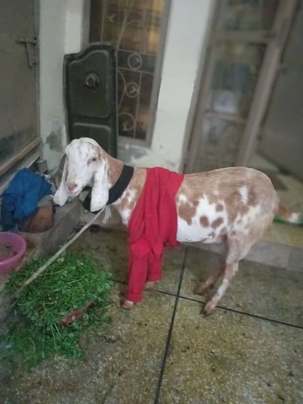 female goat is for sale 0