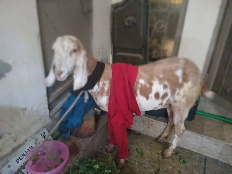 female goat is for sale 2