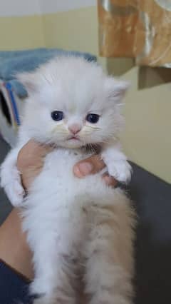 Persian cats baby. .