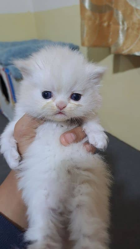 Persian cats baby. . 0