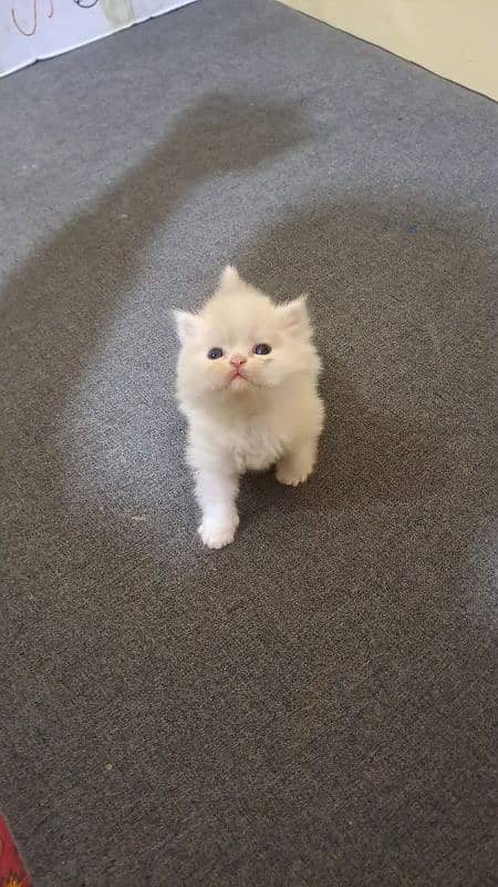 Persian cats baby. . 2