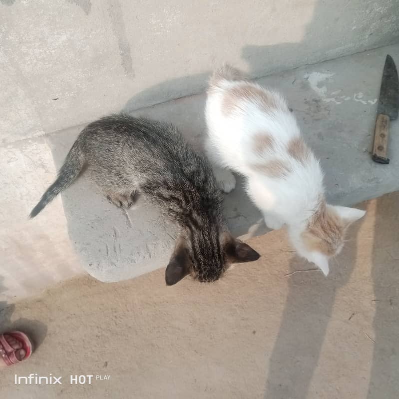 Kittens for sell at best Price 2