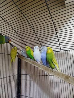 Budgies