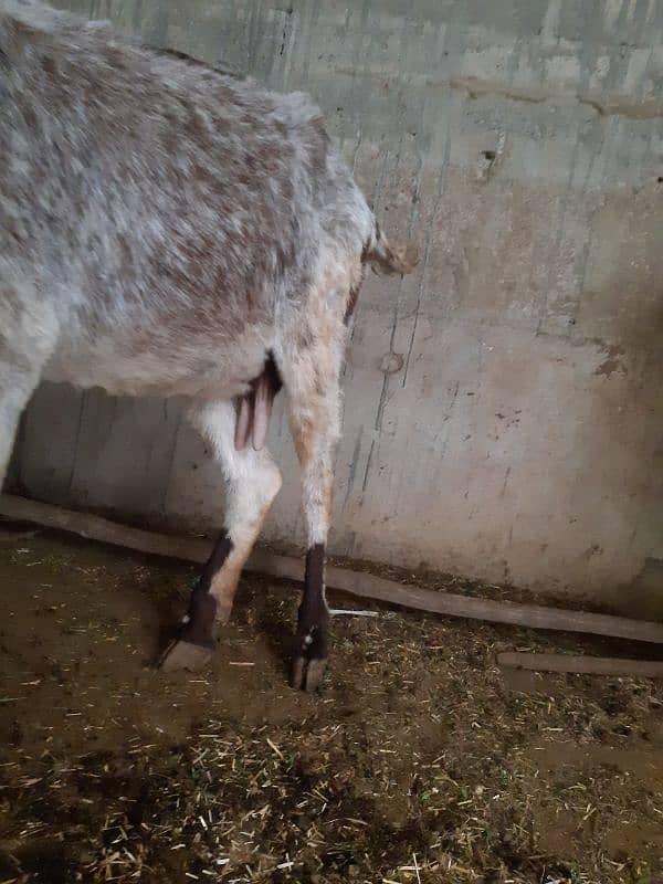 Bakri 1