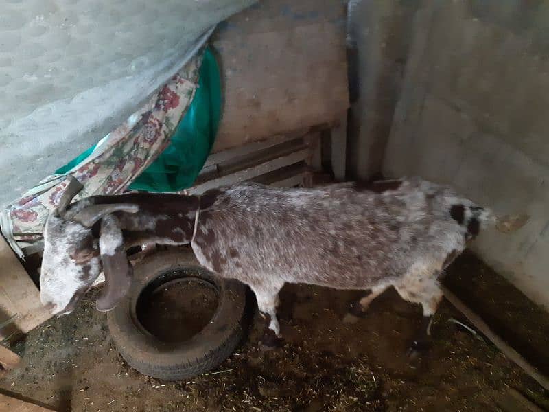 Bakri 6