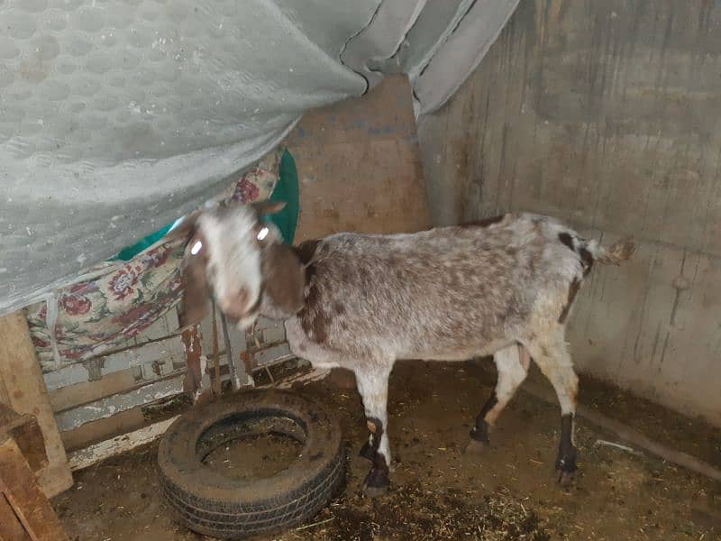 Bakri 7