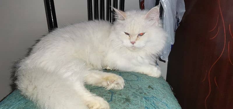 Persian punch face & blue eyes breeder females 8