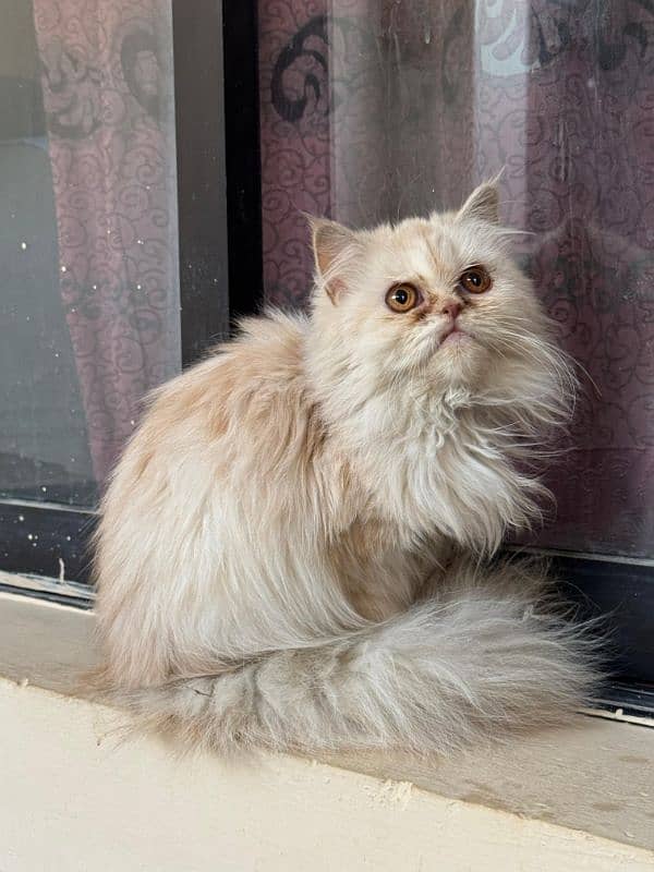 Persian punch face & blue eyes breeder females 9