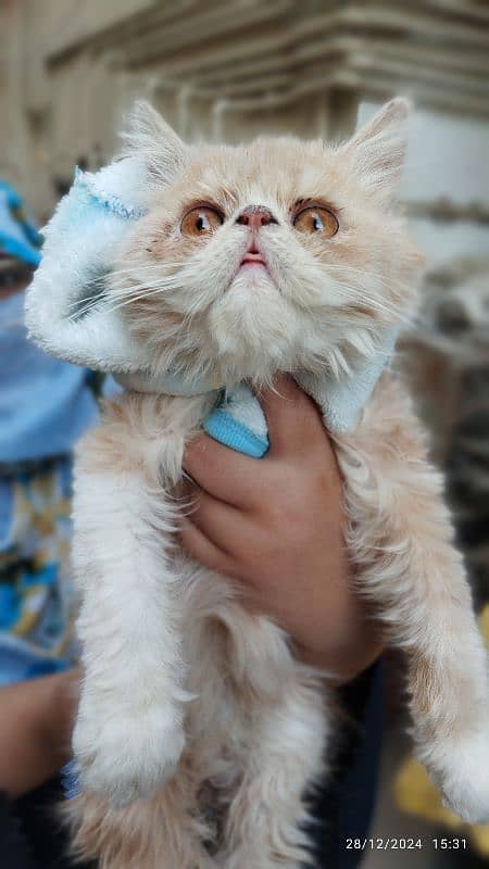 Persian punch face & blue eyes breeder females 10