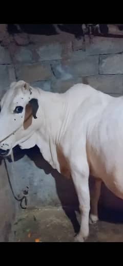 total 5 animals available, 2 fateh jangi cows with 3 female vachiyan