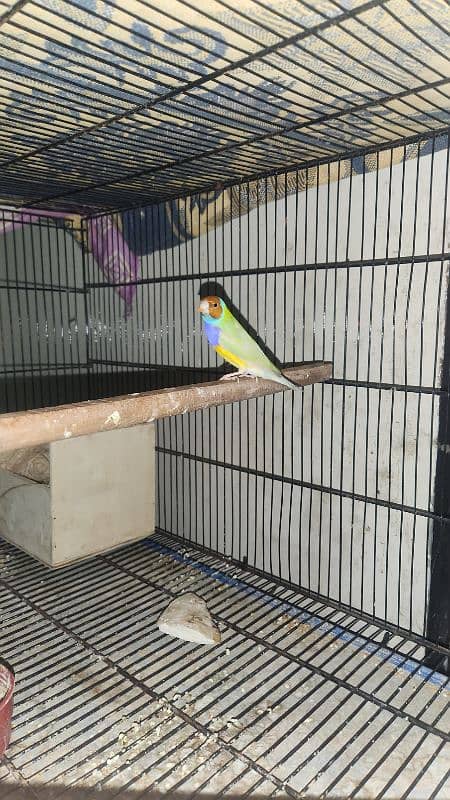 Finch Gouldian finch Active 0