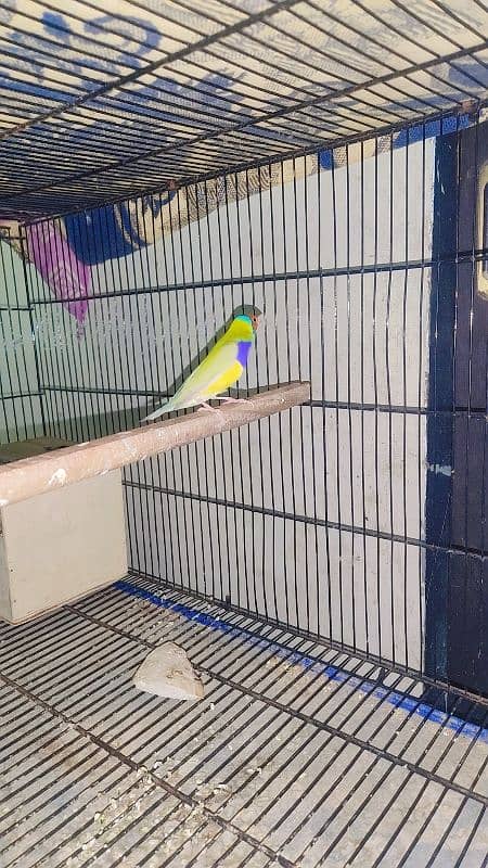 Finch Gouldian finch Active 1