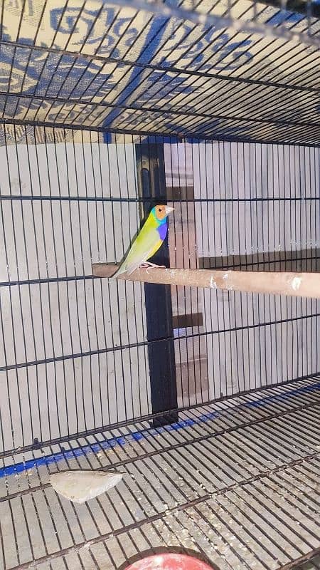 Finch Gouldian finch Active 2