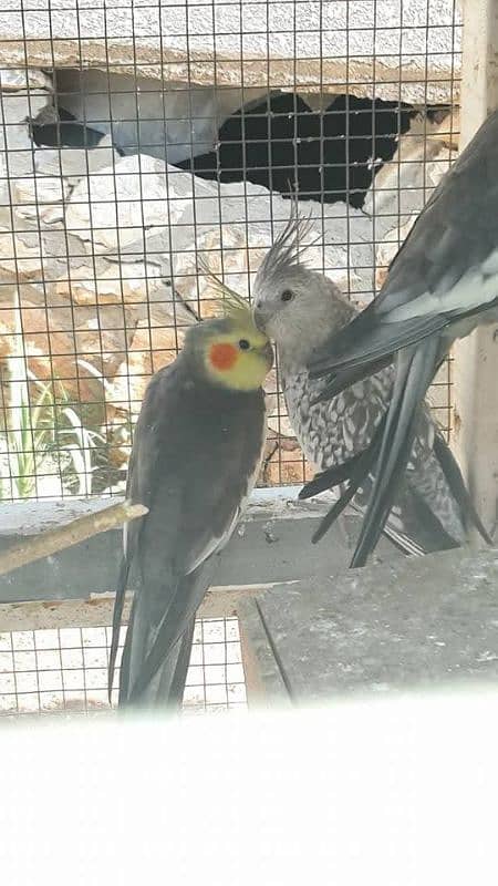 cockatiel parrot 3