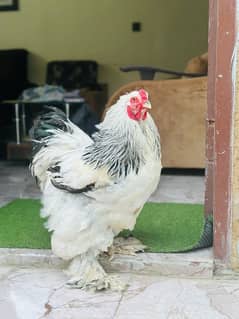 brahma chicks available