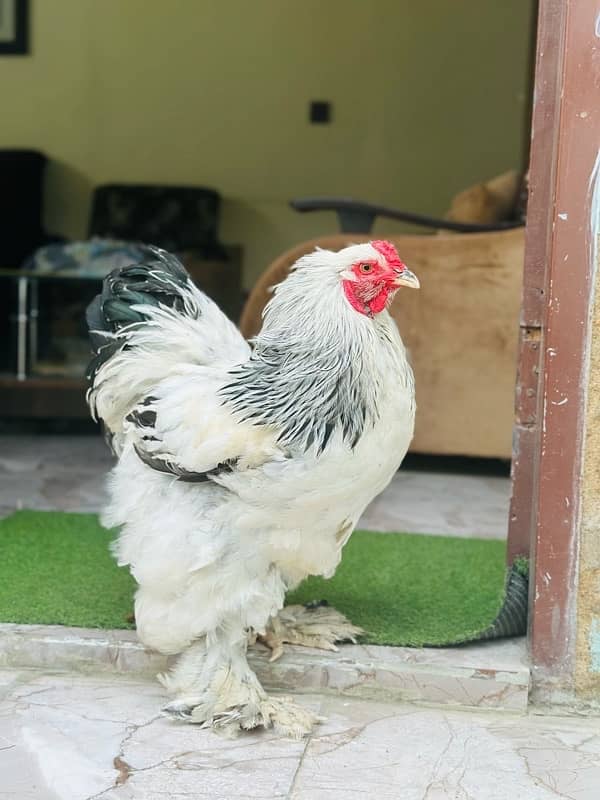 brahma chicks available 1