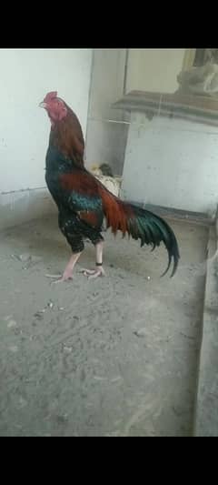 Aseel. Sindhi male