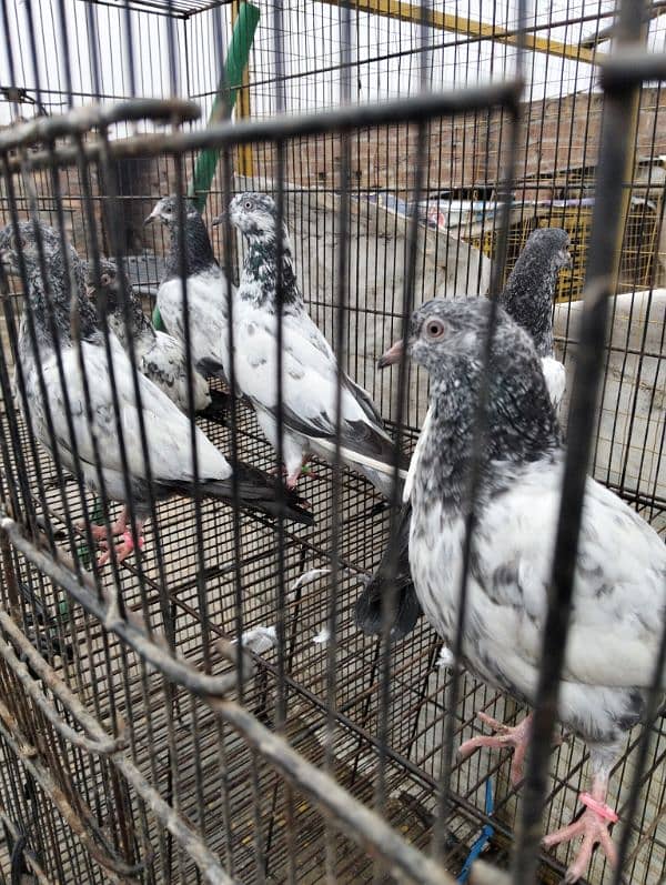 kabootar pigeons babies 8