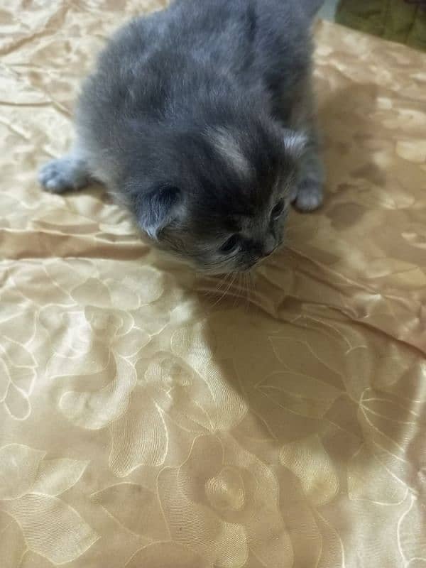 Persian cat 16 daysfor sale 0