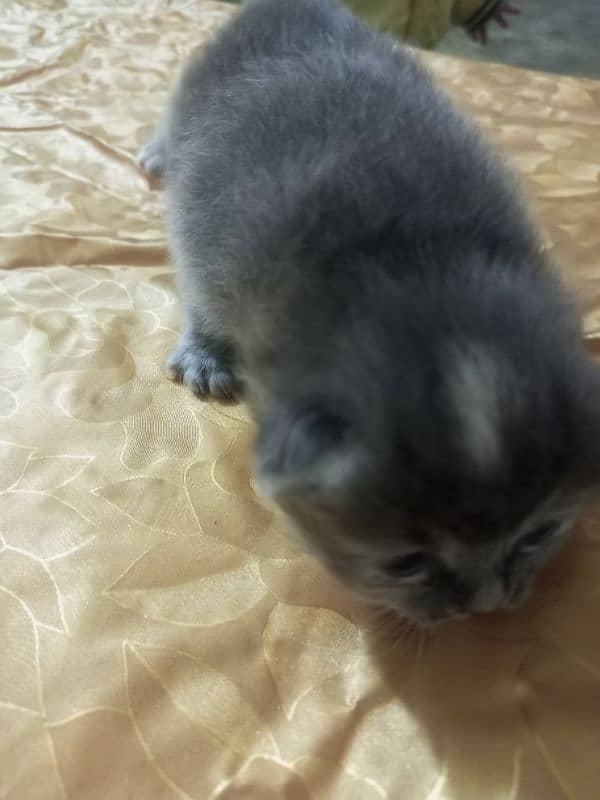 Persian cat 16 daysfor sale 2