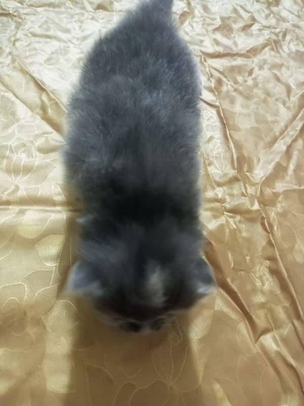 Persian cat 16 daysfor sale 3