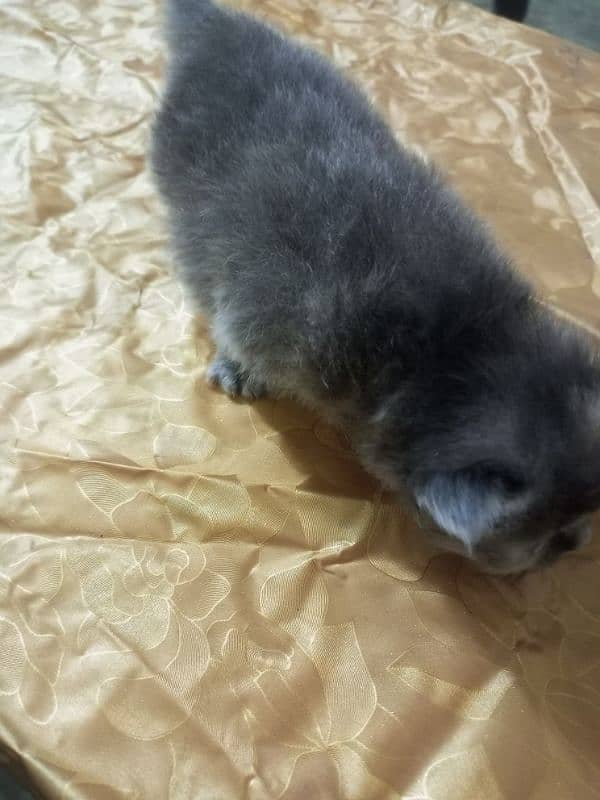 Persian cat 16 daysfor sale 4