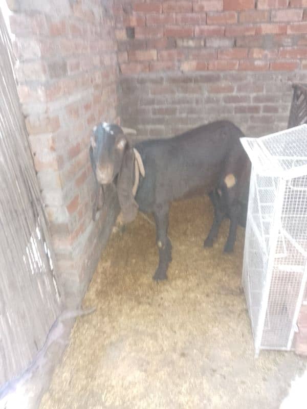 gabban bakri for sale 0