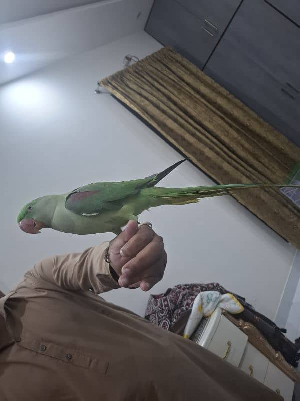 raw parrot female 0