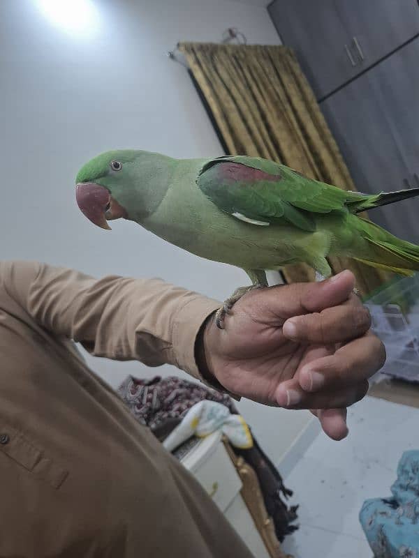 raw parrot female 1