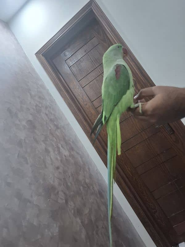 raw parrot female 2