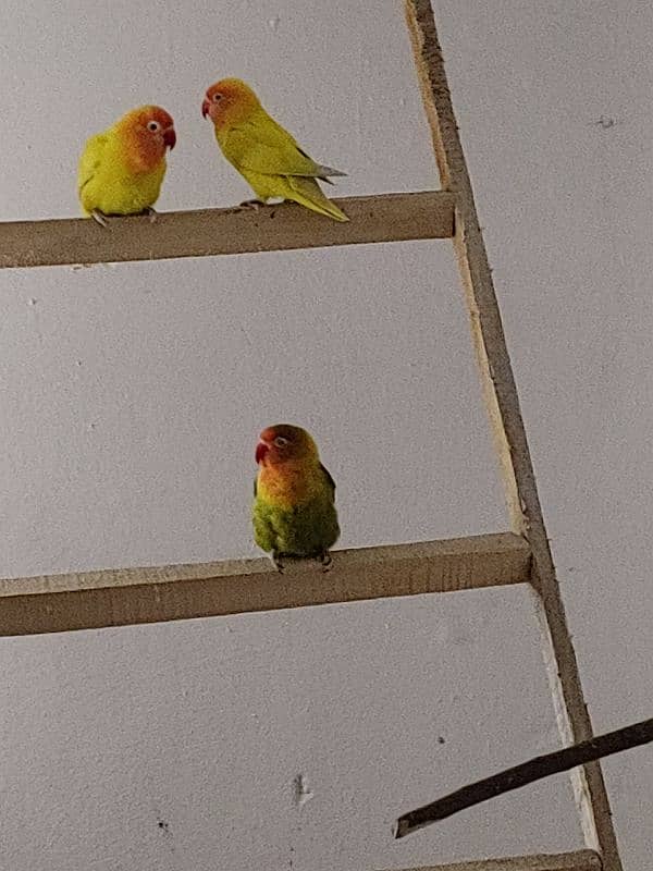 love birds pair with baby 1