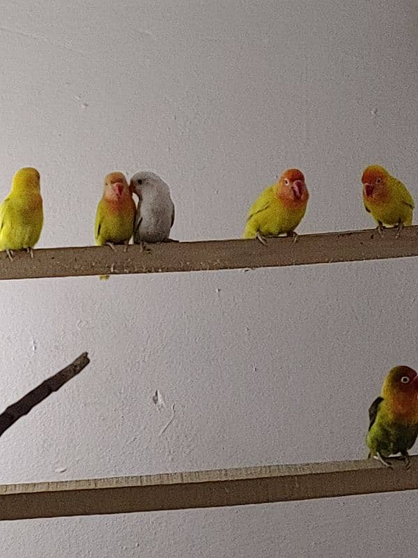 love birds pair with baby 2