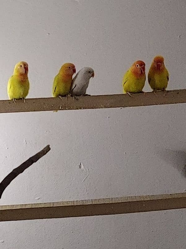 love birds pair with baby 3