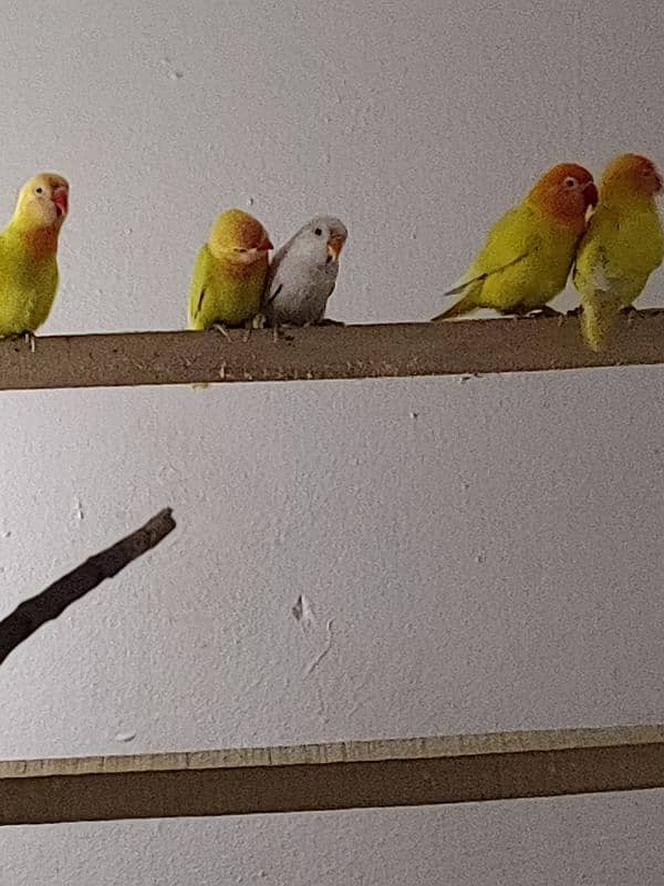 love birds pair with baby 5