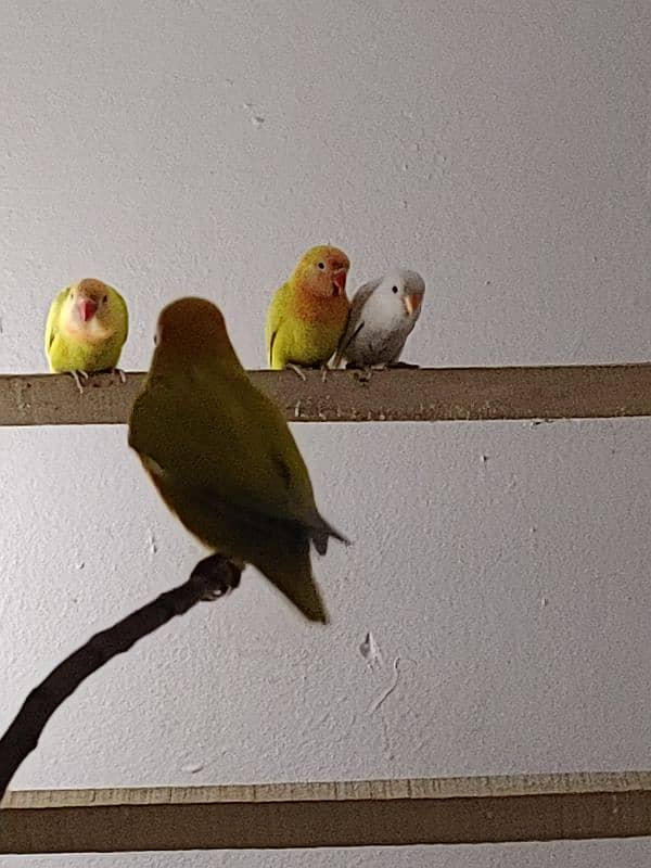 love birds pair with baby 6