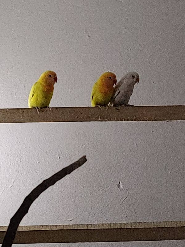 love birds pair with baby 7