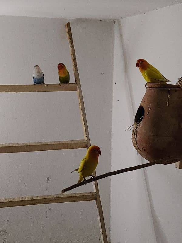 love birds pair with baby 8