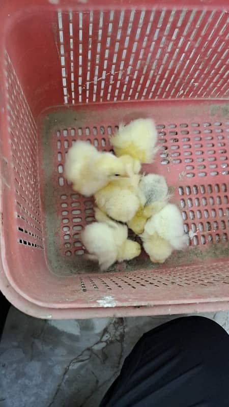 brahma chicks available 2