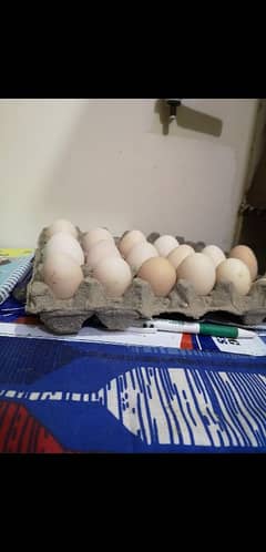 hen fertile eggs