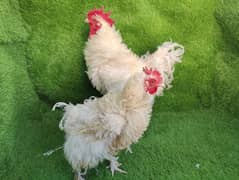 Frizzle heavy cochin egg laying pair