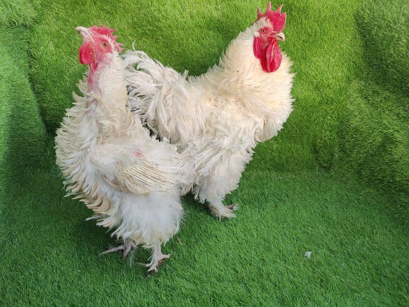 Frizzle heavy cochin egg laying pair 1