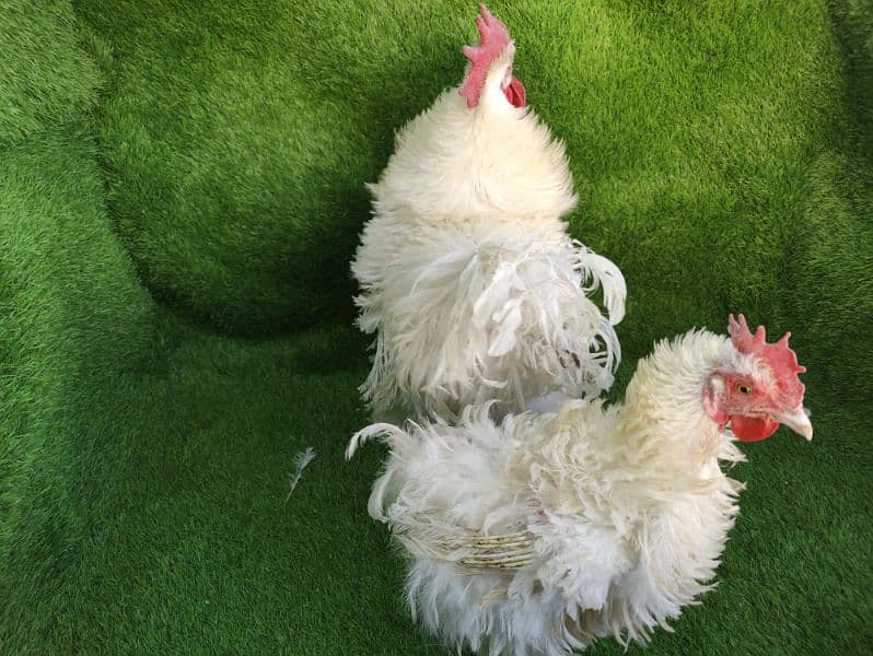 Frizzle heavy cochin egg laying pair 2