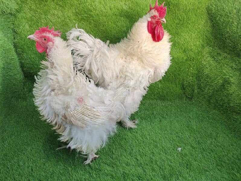 Frizzle heavy cochin egg laying pair 3