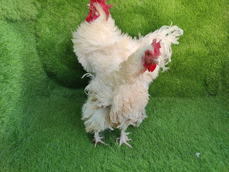 Frizzle heavy cochin egg laying pair 4