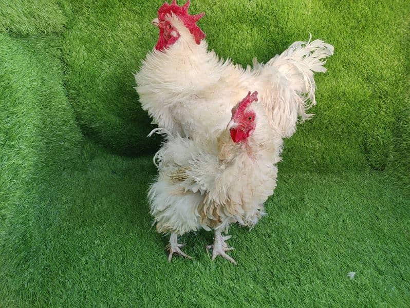 Frizzle heavy cochin egg laying pair 5