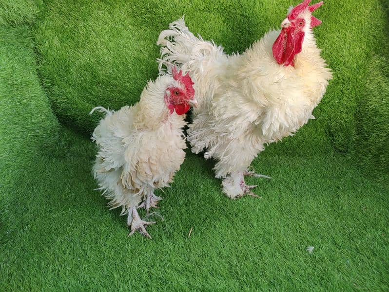 Frizzle heavy cochin egg laying pair 6