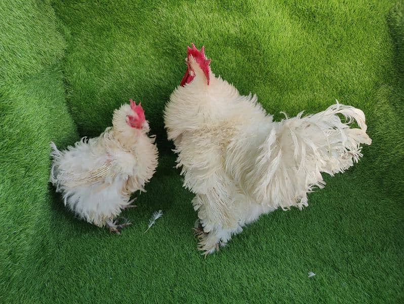 Frizzle heavy cochin egg laying pair 7