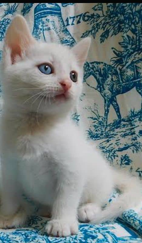 White Persian Odd-Eyed Kitten for Sale - Rare Beauty! 0