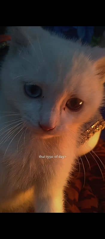 White Persian Odd-Eyed Kitten for Sale - Rare Beauty! 1