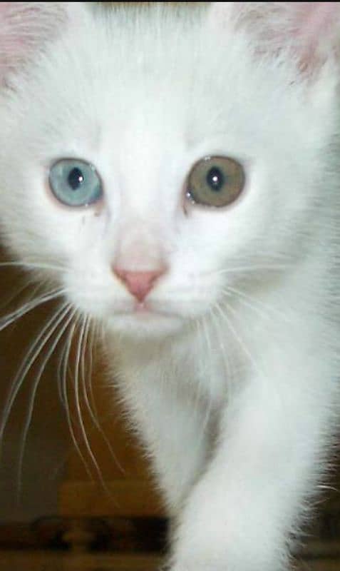 White Persian Odd-Eyed Kitten for Sale - Rare Beauty! 2